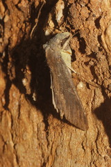 Erinnyis alope alope