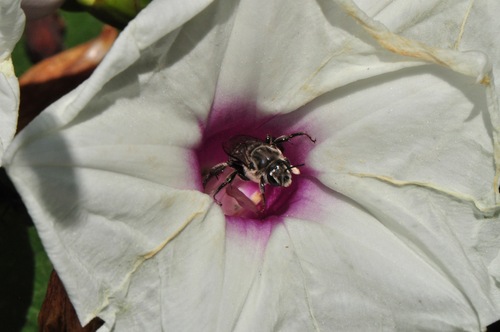 Morning Glory Turret Bee photo 6