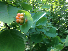 Lonicera caprifolium
