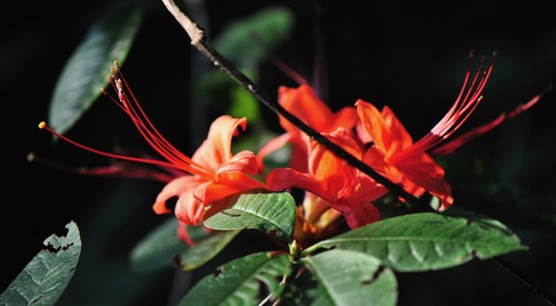 Image of Rhododendron prunifolium by (c) James Kindt, some rights reserved (CC BY)
