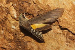 Erinnyis alope alope