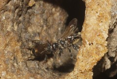 Scaptotrigona mexicana