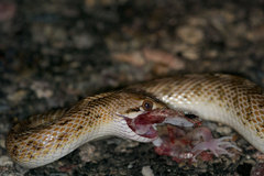 Arizona elegans eburnata