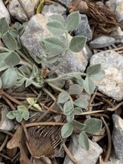 Astragalus calycosus