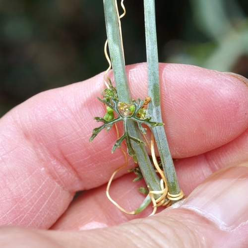 Image of Ibervillea tenuisecta by (c) Michelle W. （鍾偉瑋）, some rights reserved (CC BY)