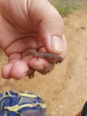 Sphaerodactylus
