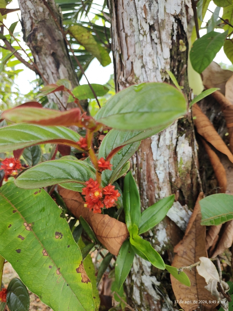 Columnea parviflora