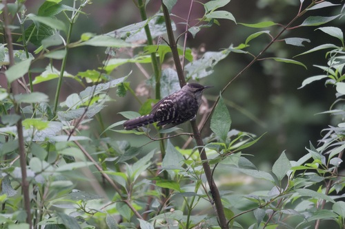Grey-barred Wren (Campylorhynchus megalopterus), photo 9