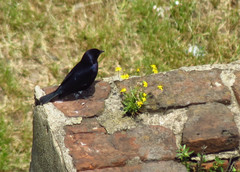 Molothrus bonariensis