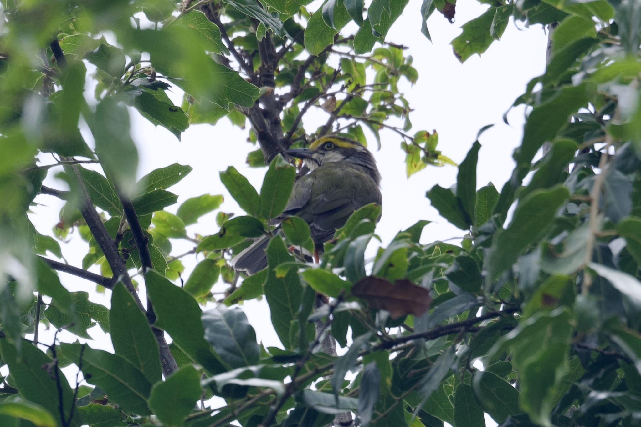 Chestnut-sided Shrike-Vireo (Vireolanius melitophrys), photo 8