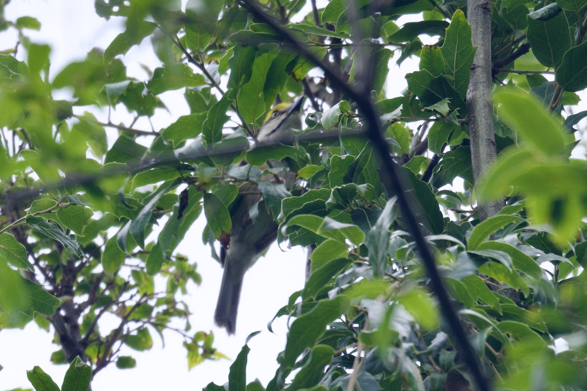 Chestnut-sided Shrike-Vireo (Vireolanius melitophrys), photo 9
