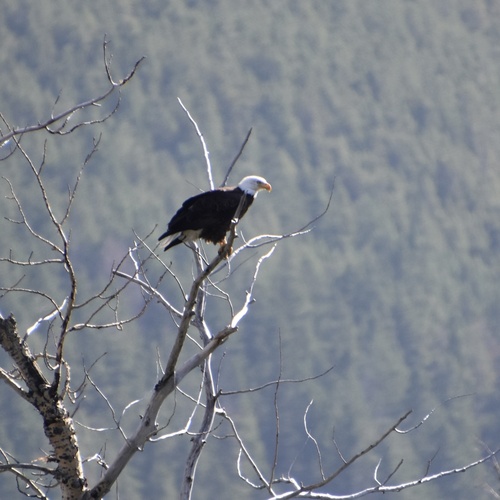 Bald Eagle photographed in Montana