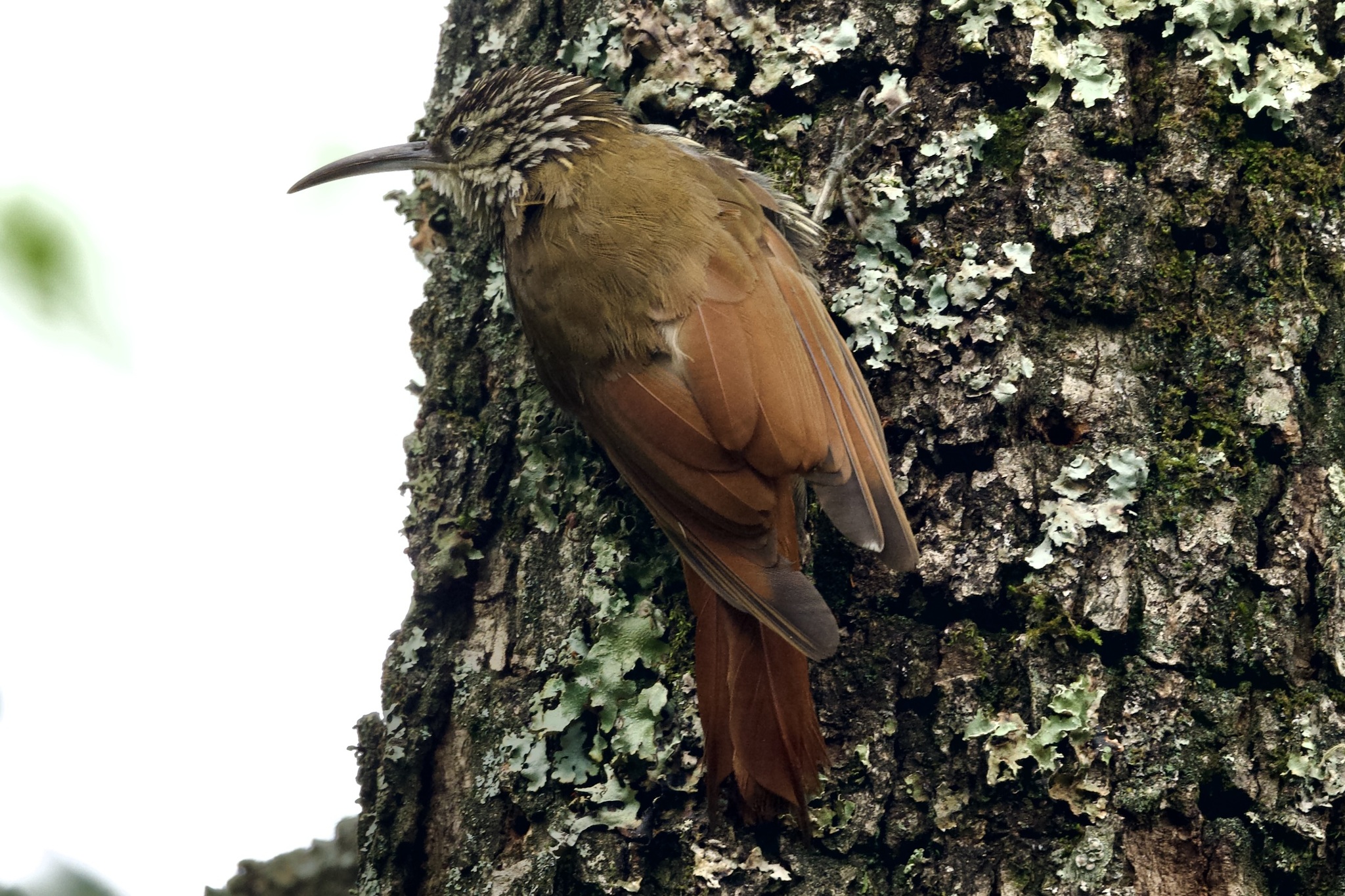 White-striped Woodcreeper (Lepidocolaptes leucogaster), photo 6