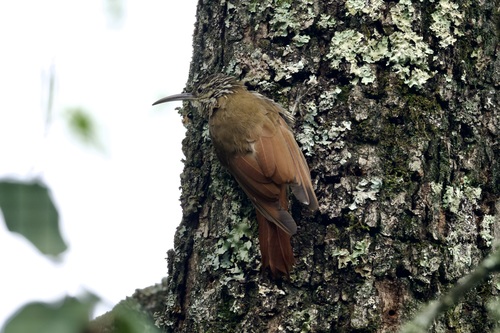 White-striped Woodcreeper (Lepidocolaptes leucogaster), photo 6