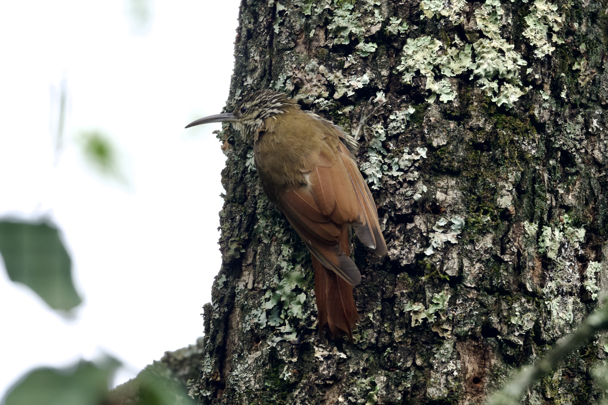 White-striped Woodcreeper (Lepidocolaptes leucogaster), photo 7