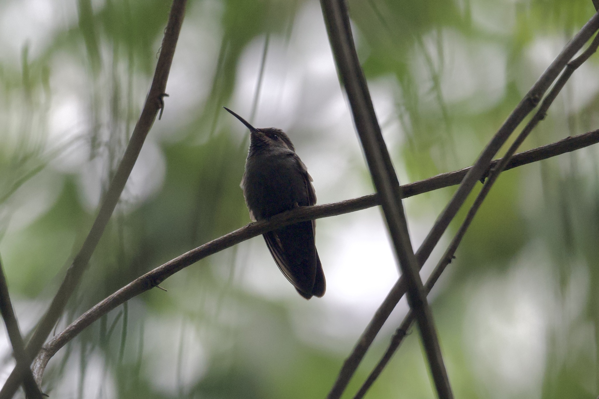Amethyst-throated Mountaingem (Lampornis amethystinus), photo 10