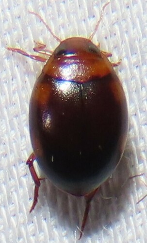 Pachydrus princeps