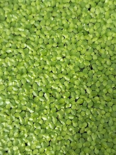 Image of Lemna aequinoctialis by no rights reserved