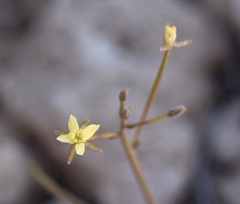 Chylismia walkeri
