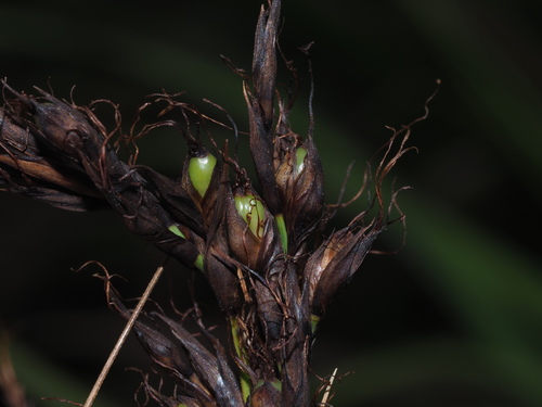 Image of Gahnia beecheyi by (c) Kevin Faccenda, some rights reserved (CC BY)