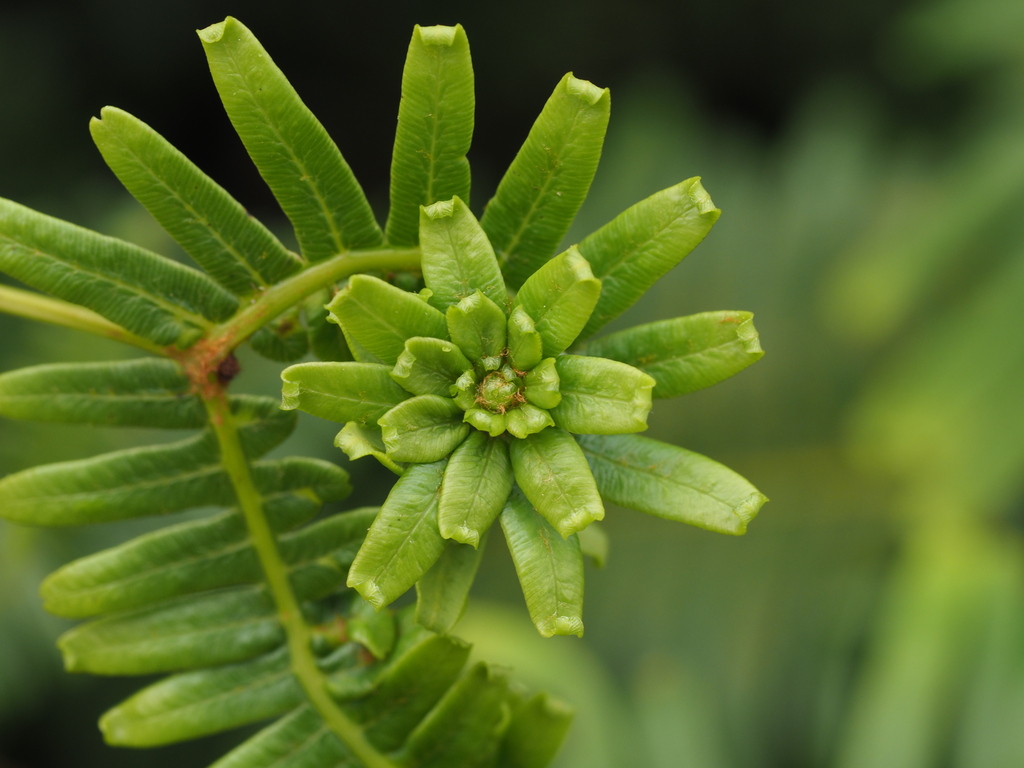 Nesopedronia hawaiiensis