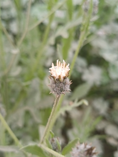 Image of Volutaria tubuliflora by (c) Álvaro Parra Valdivia, some rights reserved (CC BY)