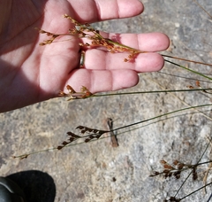 Juncus secundus