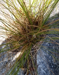 Juncus secundus