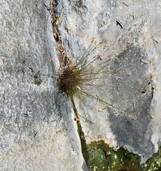 Juncus secundus