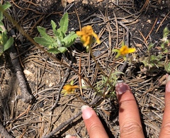 Leptosyne bigelovii