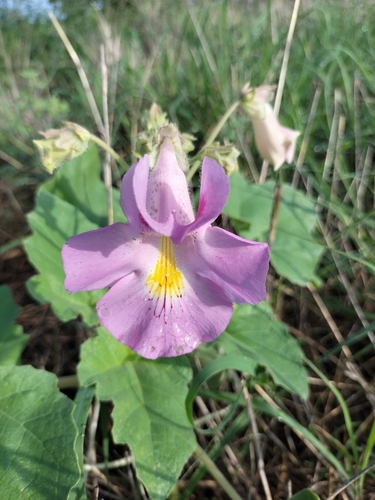 Image of Proboscidea parviflora by no rights reserved