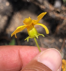 Leptosyne bigelovii