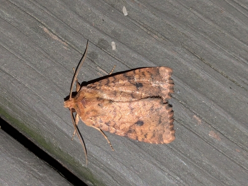 Yellow Three-Spot photo 3