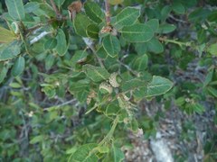 Quercus vacciniifolia