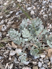 Astragalus calycosus