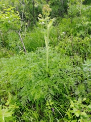 Ferula songarica