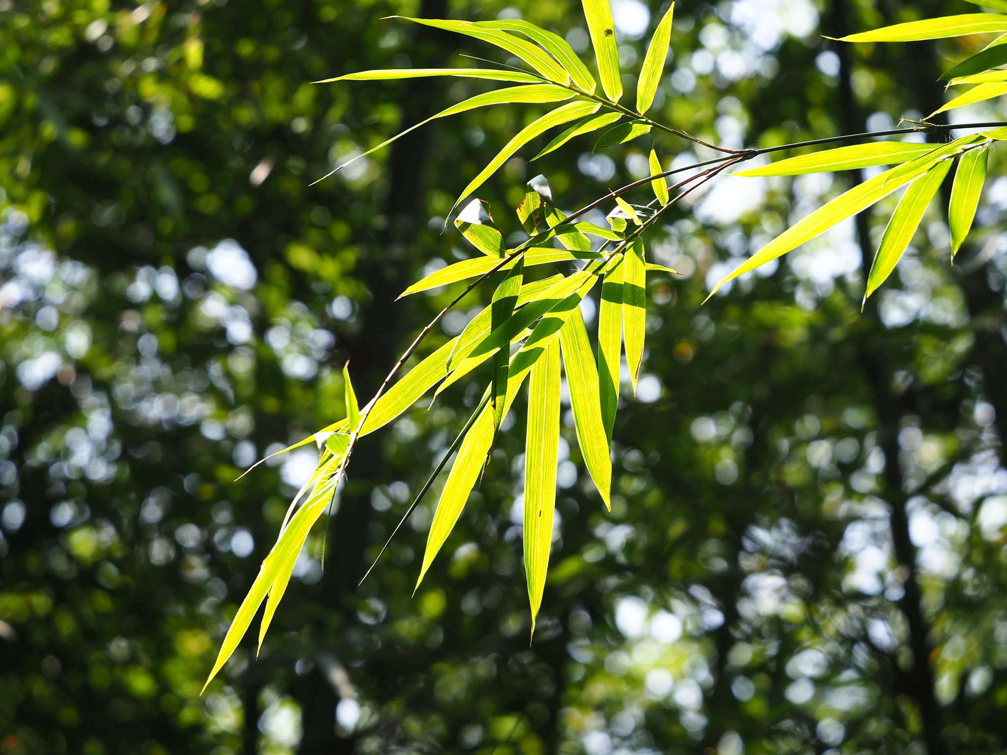 Phyllostachys makinoi