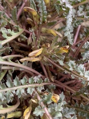 Pedicularis semibarbata charlestonensis