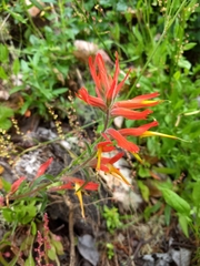 Castilleja subinclusa