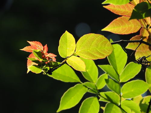 Nekemias cantoniensis, photograph 6