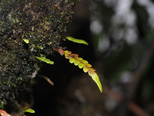 Adenophorus haalilioanus observed 2024-08-16