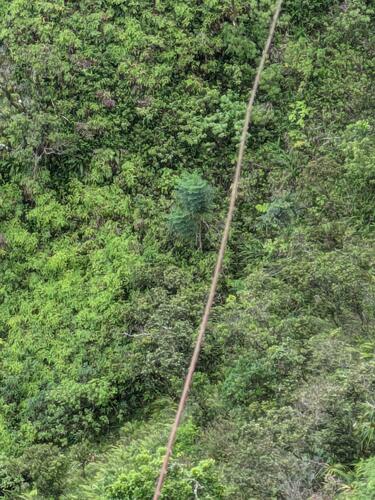 Radermachera sinica observed 2024-08-16
