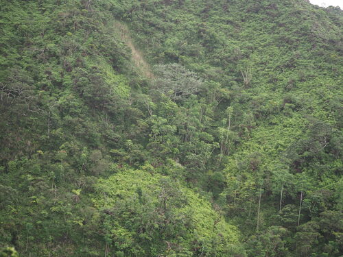 Radermachera sinica observed 2024-08-16