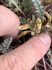 Pedicularis semibarbata charlestonensis