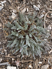 Pedicularis semibarbata charlestonensis