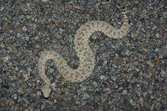 Crotalus cerastes laterorepens