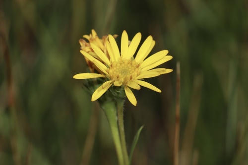 Image of Pyrrocoma lanceolata by (c) Dustin Snider, some rights reserved (CC BY)