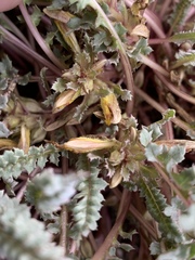 Pedicularis semibarbata charlestonensis
