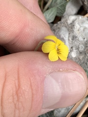 Viola charlestonensis