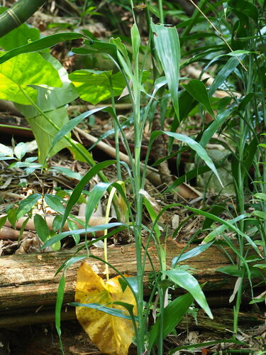 Image of Dracaena sanderiana by no rights reserved